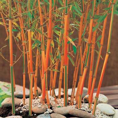 BDSresolve red bamboo seeds for garden/bamboo seeds 41 Seed(41 per packet)