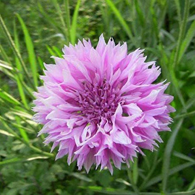 CYBEXIS TLX-41 - Blossoming Chrysanthemum - (270 Seeds) Seed(270 per packet)