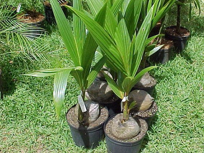 MALLICKSHOP Hybrid Coconut fruit plant Seed(1 per packet)