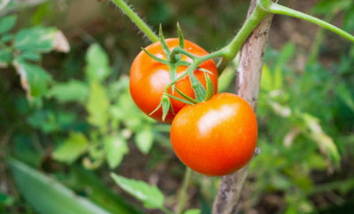 BMSSSL tomato Seed(150 per packet)
