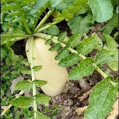 VINTI मूली के बीज White radish Seed(1200 per packet)