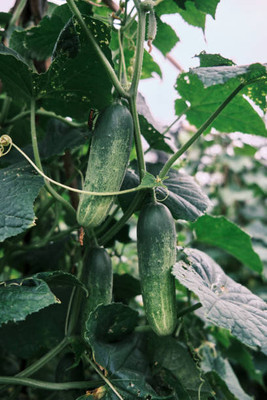 Kodali 32 Pcs -Cucumber Seed Seed(32 per packet)