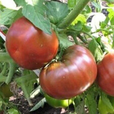 CYBEXIS Rare Purple Tomato Seeds2000 Seeds Seed(2000 per packet)