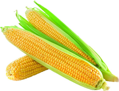 Qualtivate HUA-3A Corn Super Sweet(Yellow) Seed(400 per packet)