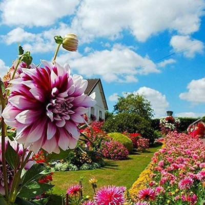 CYBEXIS TLX-92 - Dahlia Compound Petals Multi-Color Mixed - (60 Seeds) Seed(60 per packet)