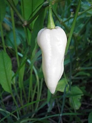 Lorvox Ornamental Hot Motti Chilli Organic Seed(400 per packet)