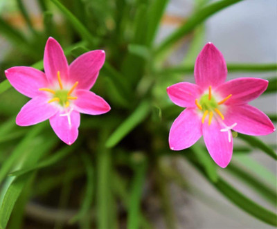 CYBEXIS NBIR-59 - Pink Rain Lily - (540 Seeds) Seed(540 per packet)
