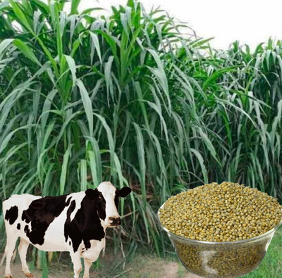 HYBRID 5kg bajra animal grass seeds long height very testy grass and more milk Seed(1 per packet)