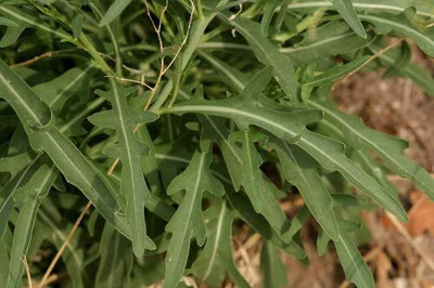 CYBEXIS Wild Rocket Seeds DIPLOTAXIS TENUIFOLIA700 Seeds Seed(700 per packet)