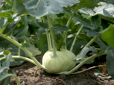 DEYS AGRO ™ f1 hybrid knol khol kohlrabi vegetables Seed(20 per packet)