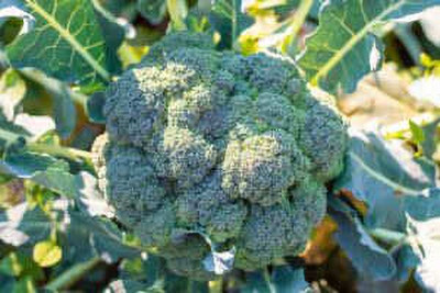 DEYS AGRO ™ hybrid green broccoli seeds,high germination vegetable Seed(80 per packet)