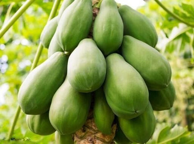 jui halder papya seeds, papita seeds Seed(160 per packet)