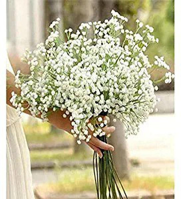 Aro Gypsophila Seed(178 per packet)