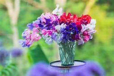 ACCELCROP Flower Seeds - Sweet Pea (Giant Wave Mixed) Seed(100 per packet)