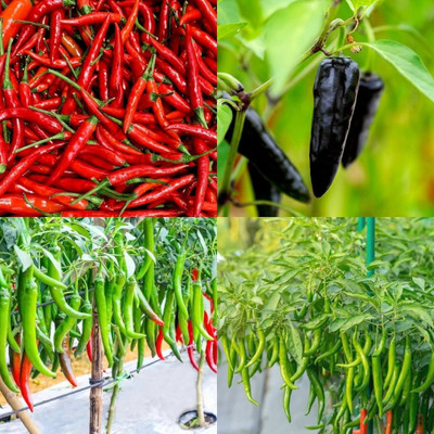 ibains F1 hybrid chilli seeds 390 Seed(390 per packet)