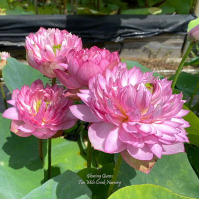 DEYS AGRO ™ kamal seeds,kamal gatta flower Seed(29 per packet)