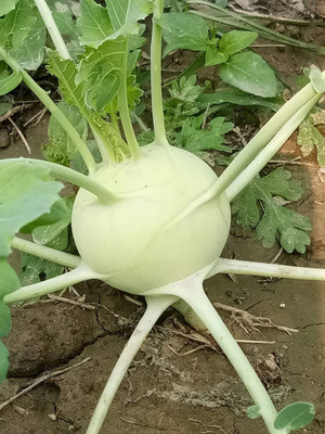 KANAYA Knol Khol Vegetable Fresh Hybrid Seed(10 per packet)