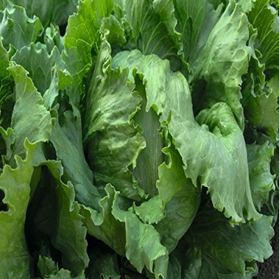 WILLVINE Seeds Lettuce F1 Hybrid-[400 Seeds] Seed(400 per packet)