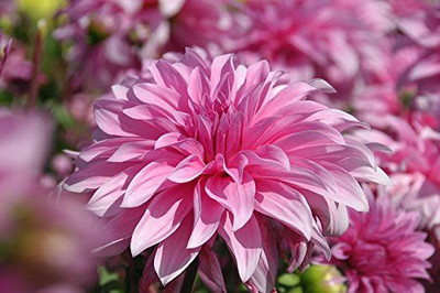 CYBEXIS Giant Dahlia Flowered Deep Rose Flower Seeds Seed(1 g)