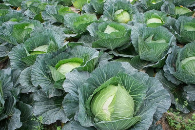 Greenfall Eco-Friendly Cabbage Seed(50 per packet)