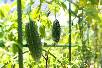 XOLDAA F1 BEST QUALITY BITTER GOURD SEEDS Seed(26 per packet)