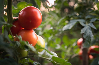 bloomaura tomato Seed(90 per packet)