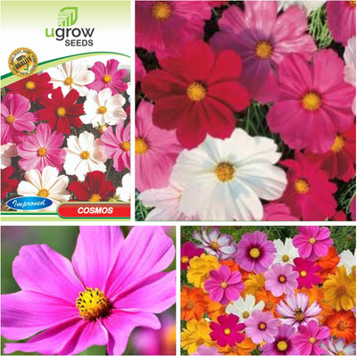fixeded FL-106-COSMOS Seed(40 per packet)