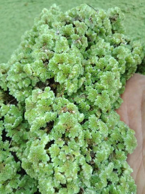 the green dotcom AZOLLA SEED Seed(450 per packet)