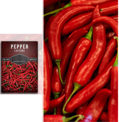 Qualtivate PUA-7A Red Cayenne Chilli Pepper Seed(300 per packet)