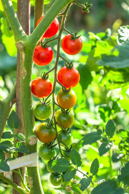 Shree Ganga Enterprise tomato Seed(140 per packet)