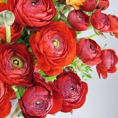 Epazo Buttercup/Ranunculus (Snow White) Imported and Healthy Flower Bulbs Seed(5 per packet)