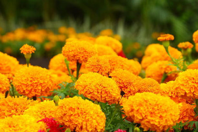 ADVAIT ABEER marigold/gende ka phool flower seeds Seed(50 per packet)