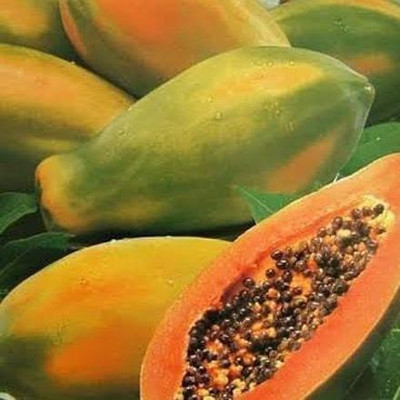 Farmonix Royale Papaya Seeds Seed(100 per packet)