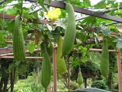 Qualtivate HUA-4A Gourd Luffa Sponge Vegetable Seeds Seed(50 per packet)