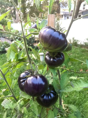 KNESSiN Heat Tolerant Black Beauty Beefsteak Tomato Seeds for Home Gardening - (400 S) Seed(400 per packet)
