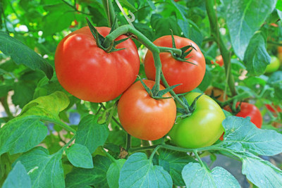 Tindaa tomato Seed(55 per packet)