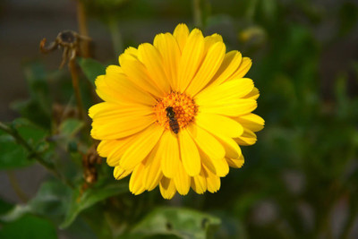 Lippy Organic 'Common Marigold' Calendula Seed(70 per packet)