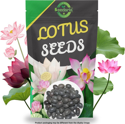 SEEDARIA Bowl Lotus seeds for home, lotus seeds mix colour Seed(23 per packet)