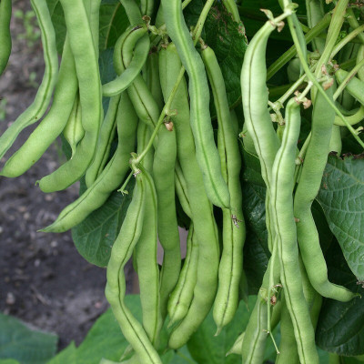 Quentova French Bean-KTL-7E Seed(300 per packet)