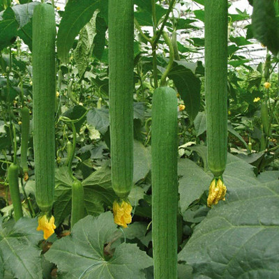 CYBEXIS Vegetable Sponge Gourd Seeds800 Seeds Seed(800 per packet)