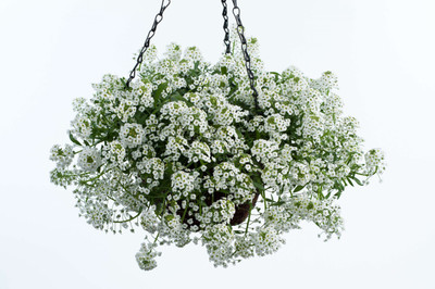 Pbevergreen Alyssum White Seed(60 per packet)