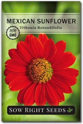 Qualtivate HUA-6A Mexican Sunflower Seed for Planting Seed(200 per packet)