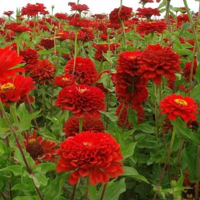VibeX LX-98 - Rare Scarlet Flame Red Zinnia Flower - (90 Seeds) Seed(90 per packet)