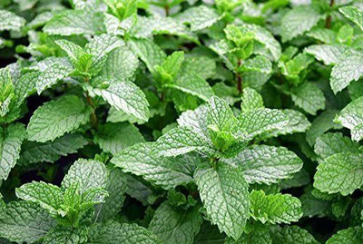 CYBEXIS XLR-57 - Mojito Mint - (1350 Seeds) Seed(1350 per packet)