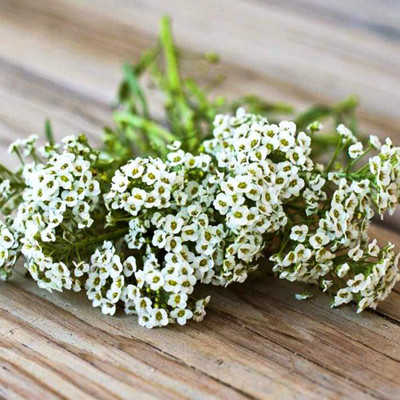 Epazo Exotic sweet allysum Seed(24 per packet)