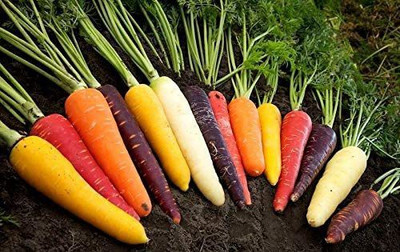 CYBEXIS LX-30 - Carrot Mix of 6 Colorful Varieties - (250 Seeds) Seed(250 per packet)