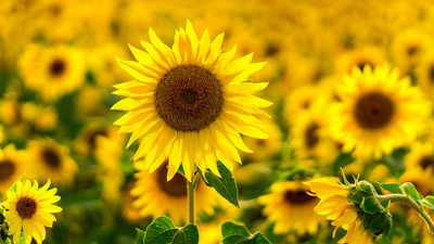 Arshiayat Sunflower Seed(10 per packet)
