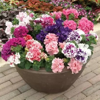 Aro Petunia Seed(30 per packet)