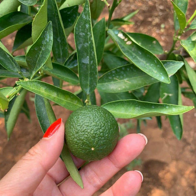 Aywal Citrus Limon (Lemon) Seed(26 per packet)