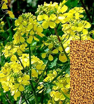 CYBEXIS TLX-41 - Yellow Mustard Non GMO - (750 Seeds) Seed(750 per packet)